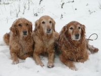 Im Schnee Im Schnee