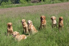 Wurftreffen Wurftreffen
