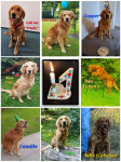 C Wurf 1 Jahr C Wurf 1 Jahr