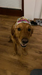 Loki 2 Jahre Loki 2 Jahre