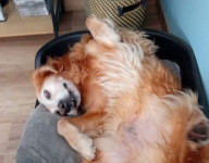 Sir Balu 10 Jahre Sir Balu 10 Jahre