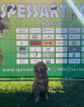 Willi Spessart Cup Willi Spessart Cup